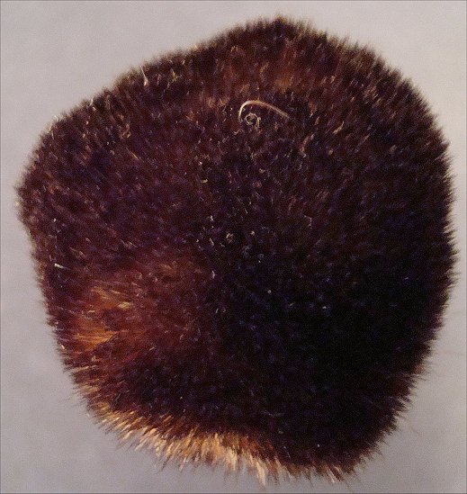 Too Faced Retractable Kabuki Brush Review