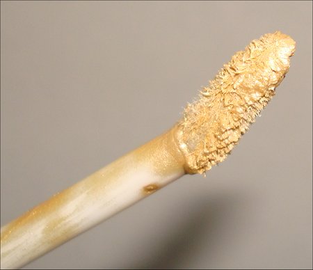 Urban Decay Eye Primer in Greed Review & Swatches