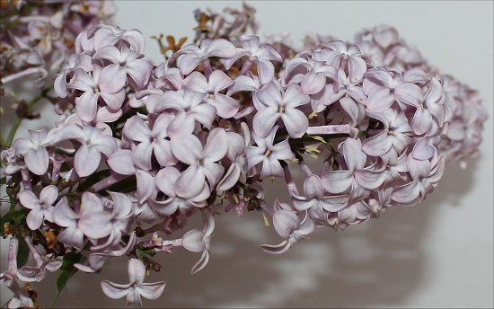 Lilac Pictures